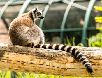 ring-tailed-lemur-828059_640.jpg